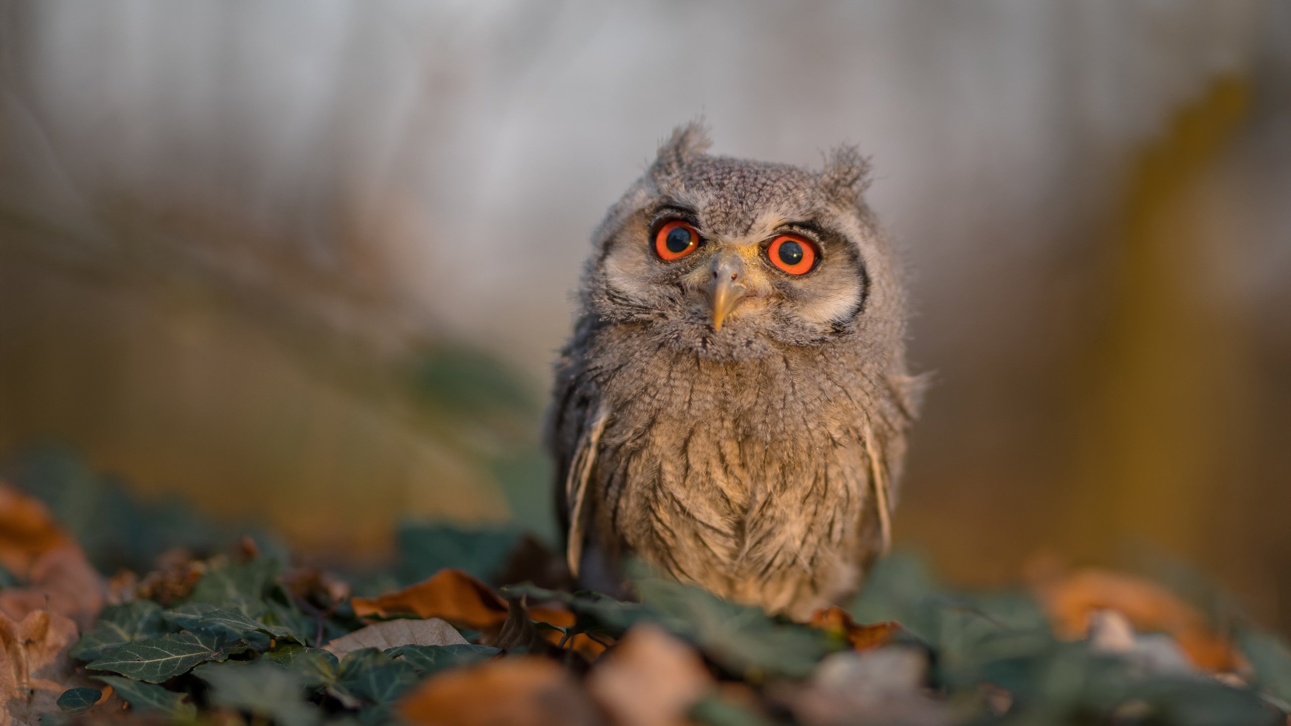开云平台-城市双线战场，F1街道赛的极速狂飙与勇士队的速度交响