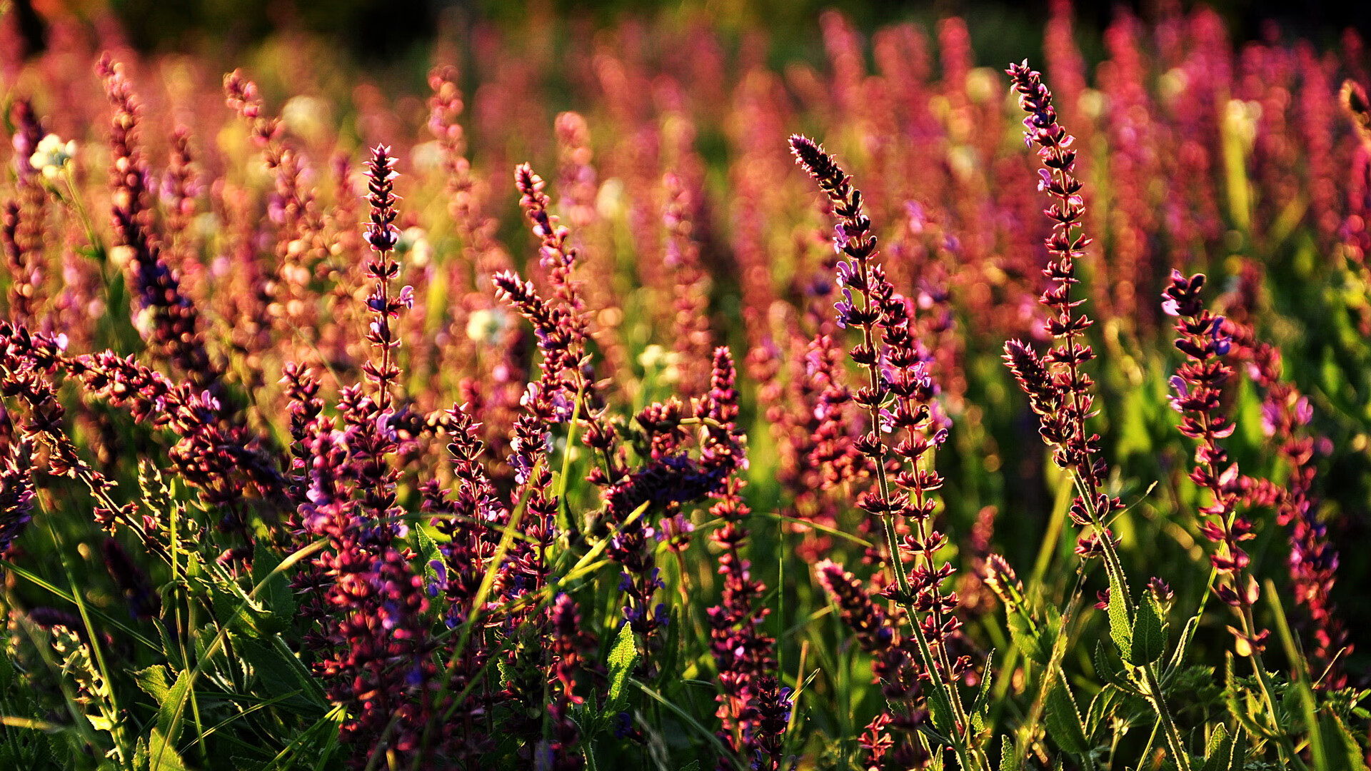 开云APP-双线狂飙，湖人全面压制篮网，莫兰特在意甲焦点战接管比赛