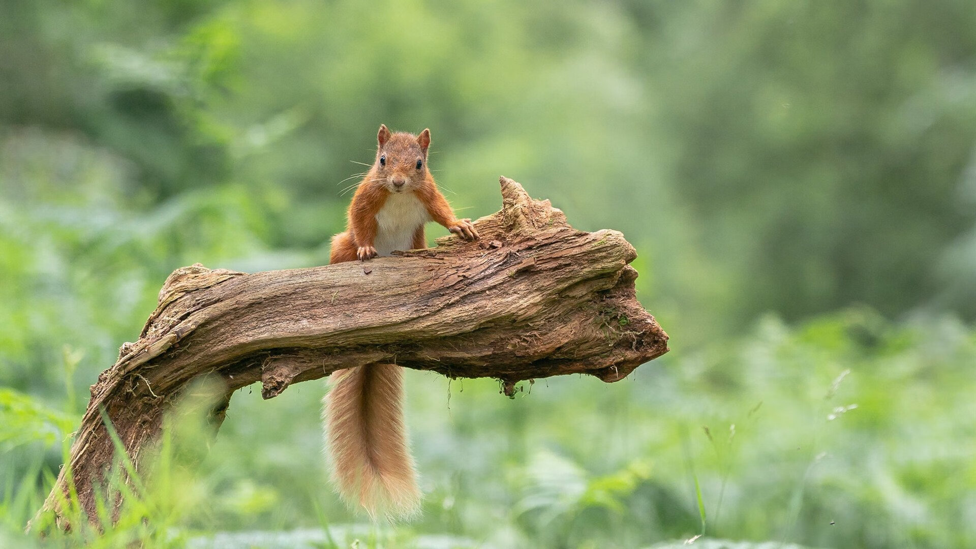 开云平台-自我救赎，乔治在灰熊对阵骑士之夜的重生之战