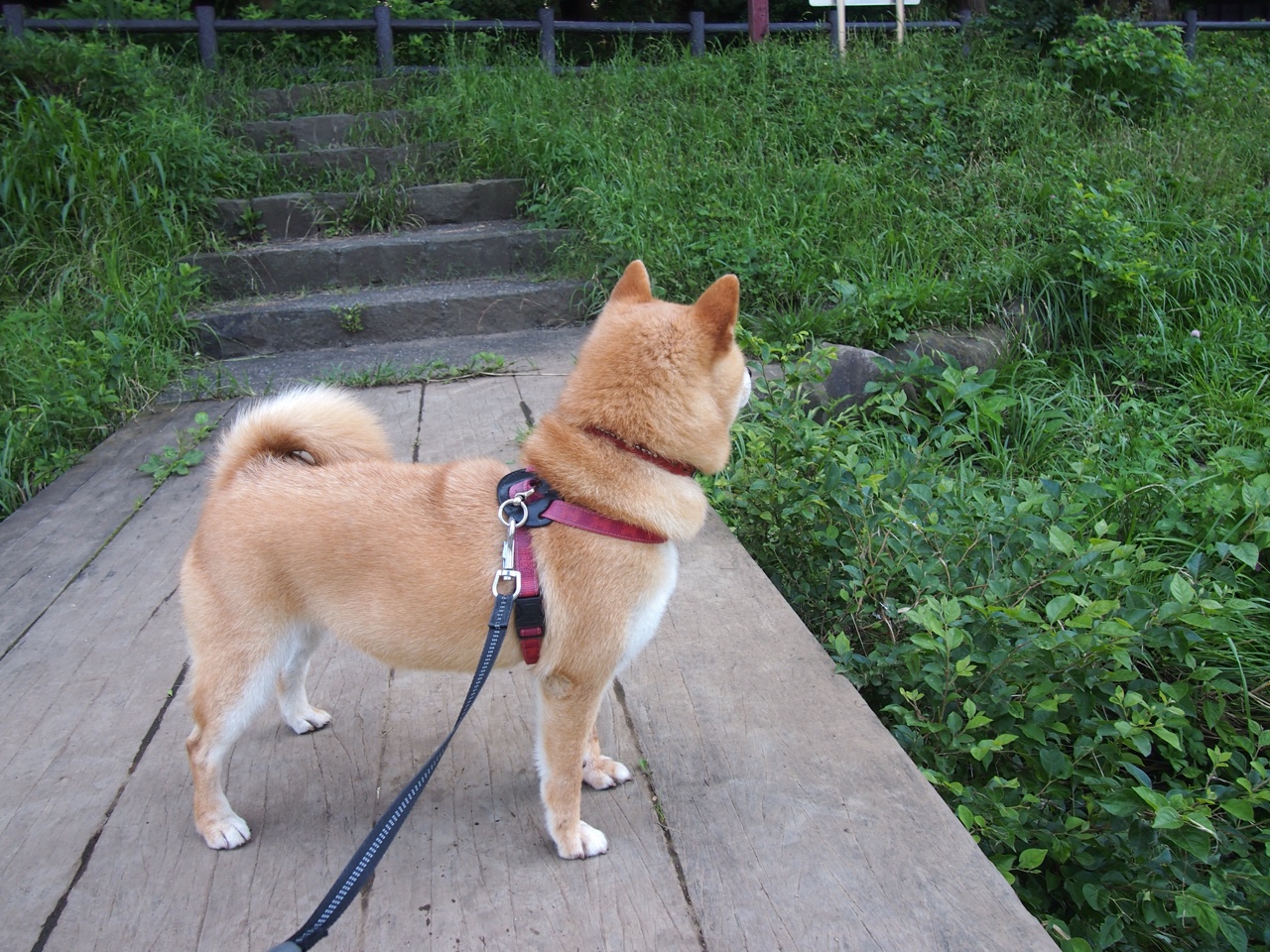 开云体育官网-基耶萨连击定胜局，土耳其火力席卷荷兰，欧洲杯双线战报解析