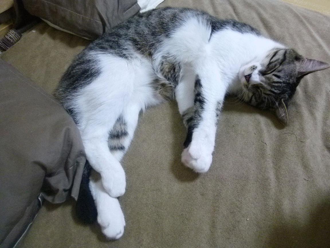 开云体育官方网站-坎特绝杀，奇迹再现！新西兰联队爆冷终结国际米兰不败神话