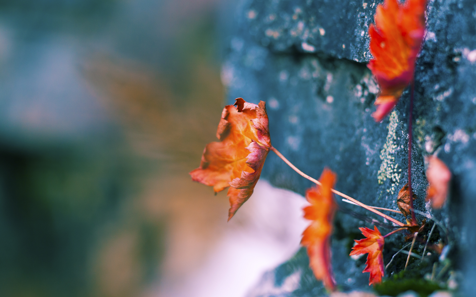 沉默杀手，伦纳德关键先生本色撕碎篮网的黄蜂风暴