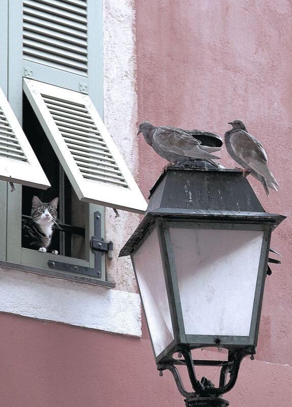 开云官网-独步天下，大场面先生东契奇；过关斩将，广东队淘汰赛显真章