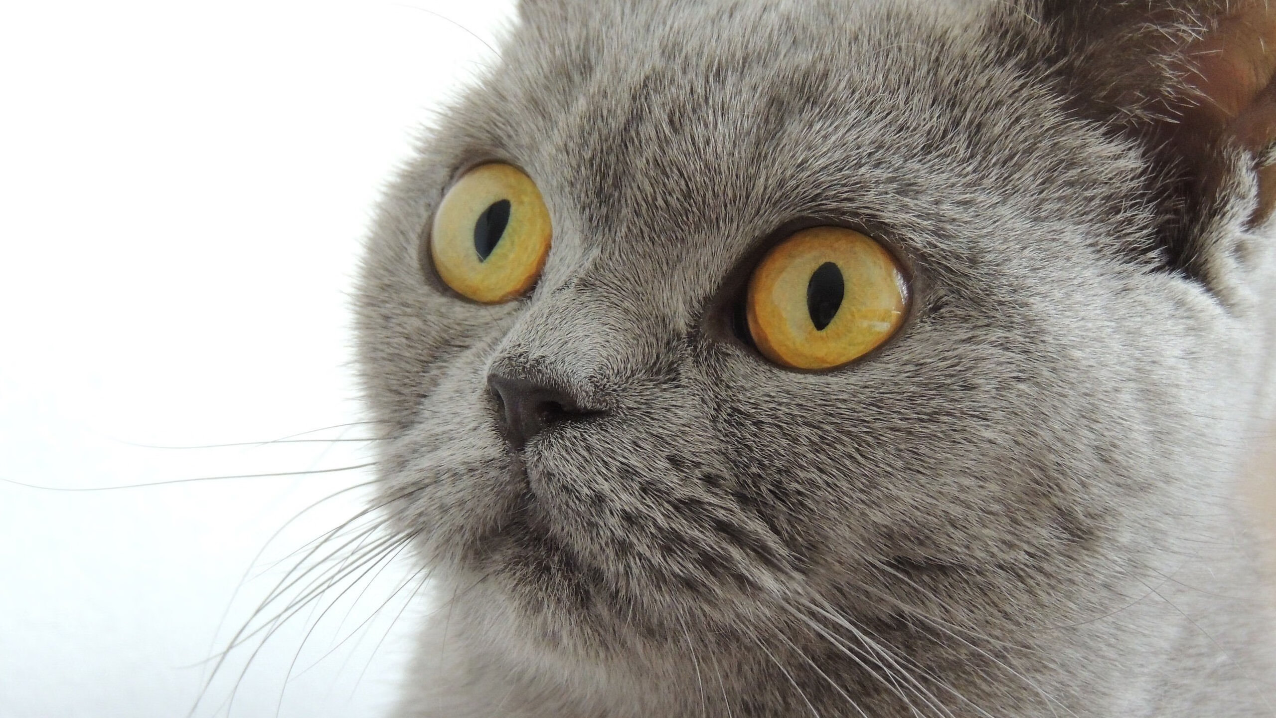 开云官网-对决未来，深圳队狂胜湖人，浓眉在焦点战中证明自己