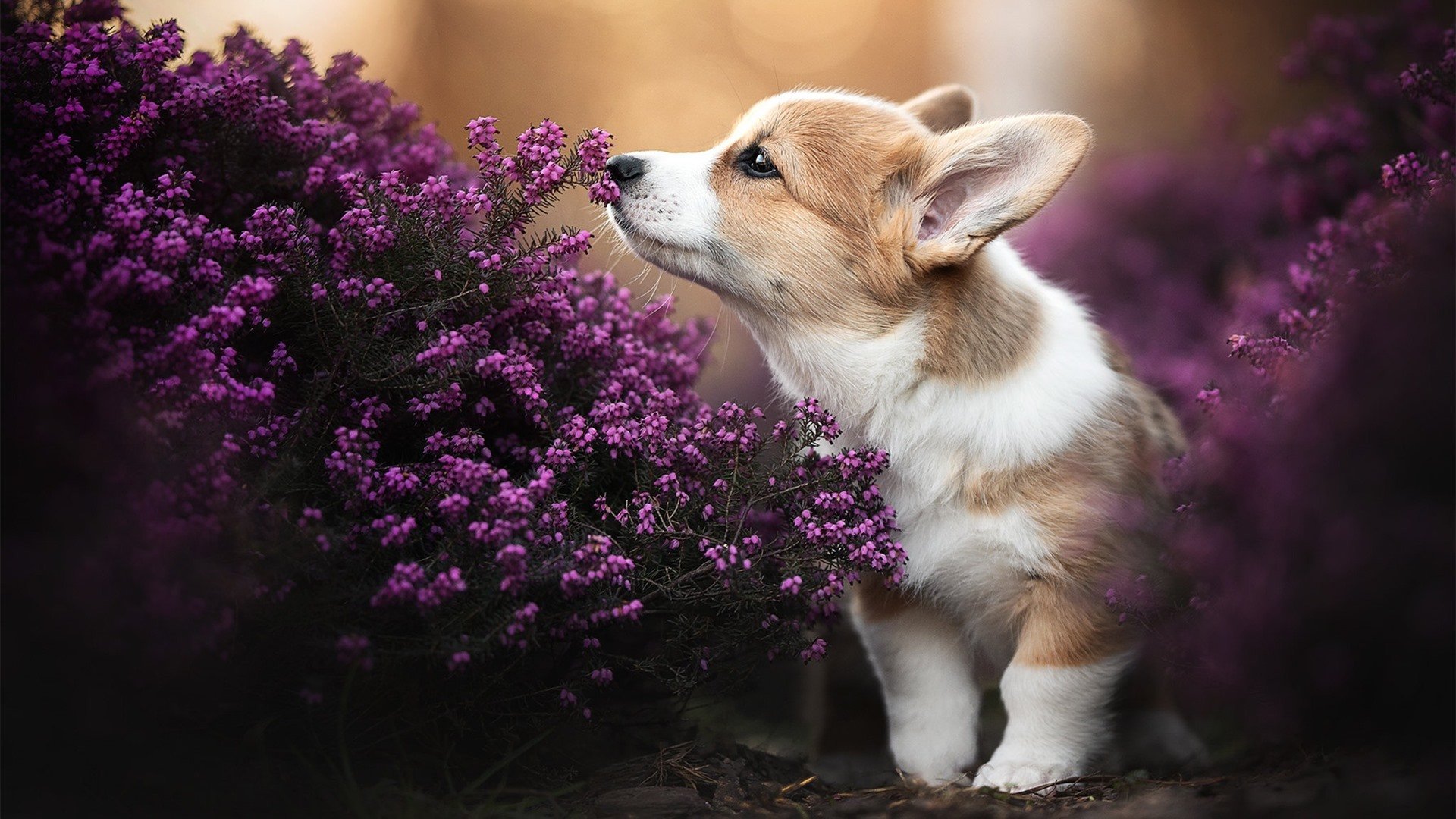 锡安双重统治力引爆赛场,深圳队全面冲垮华盛顿奇才