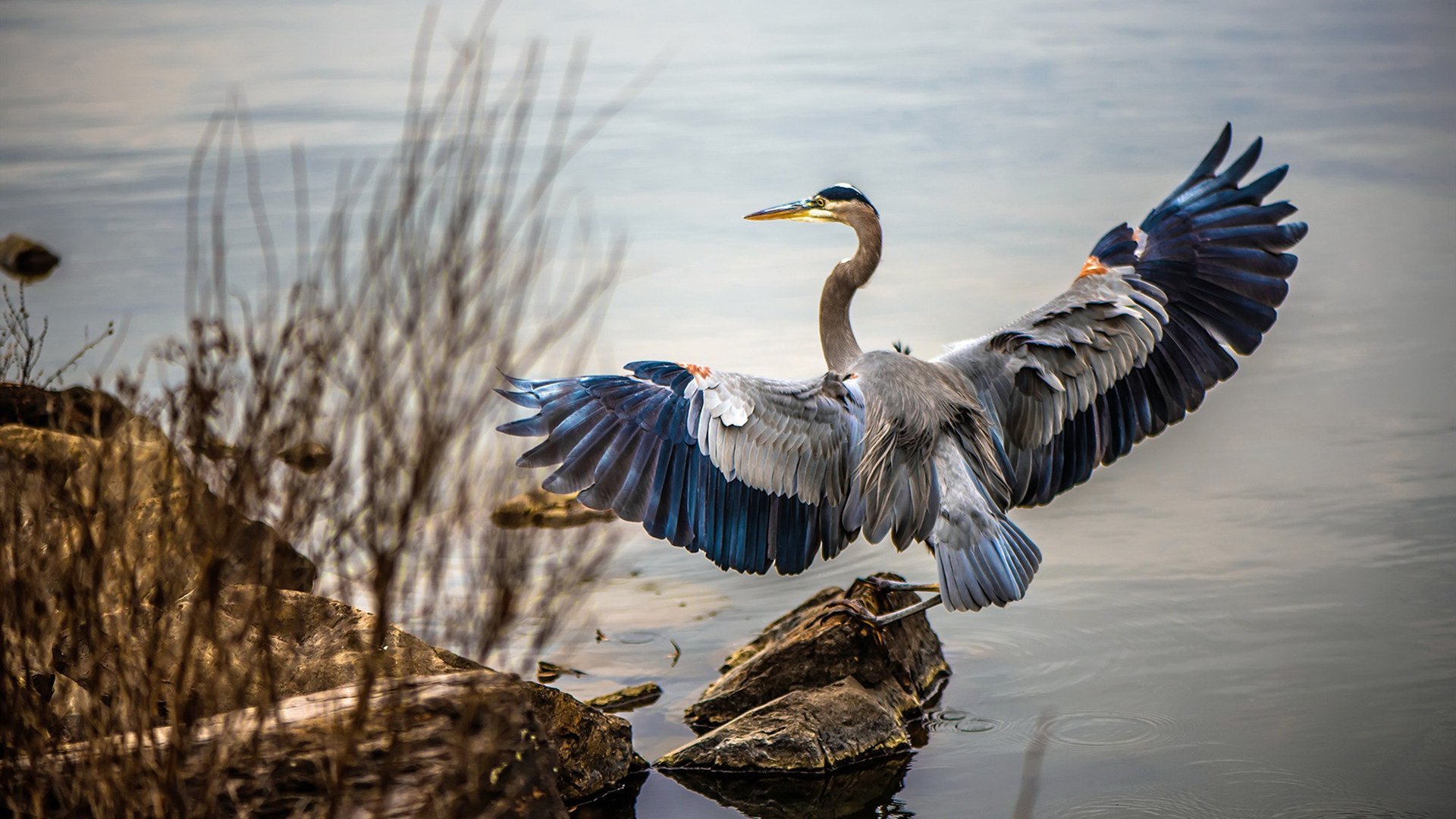 米切尔独砍38+7率队擒蜂，广东客场险胜的背后功臣