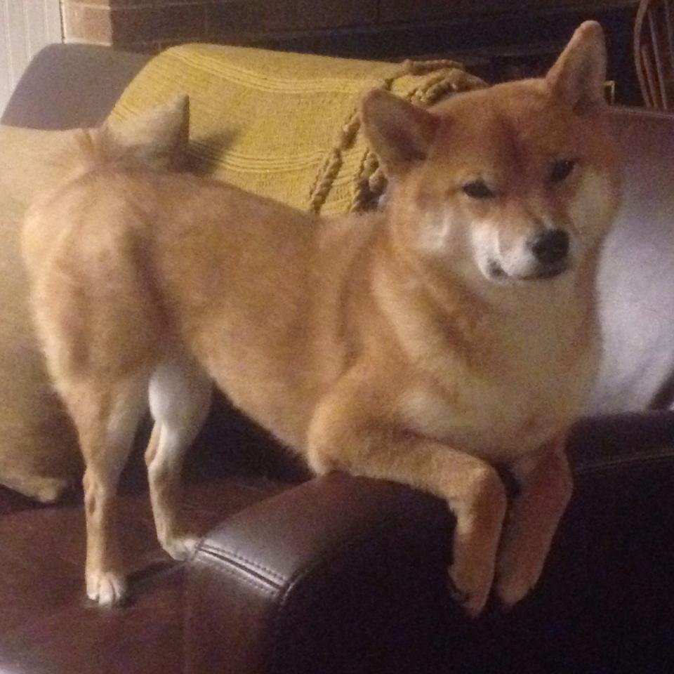 欧文封神时刻！奇才压哨绝杀广厦演绎冠军级表演