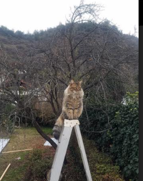 巨塔对决！波尔津吉斯统治内线，奇才主场力克开拓者