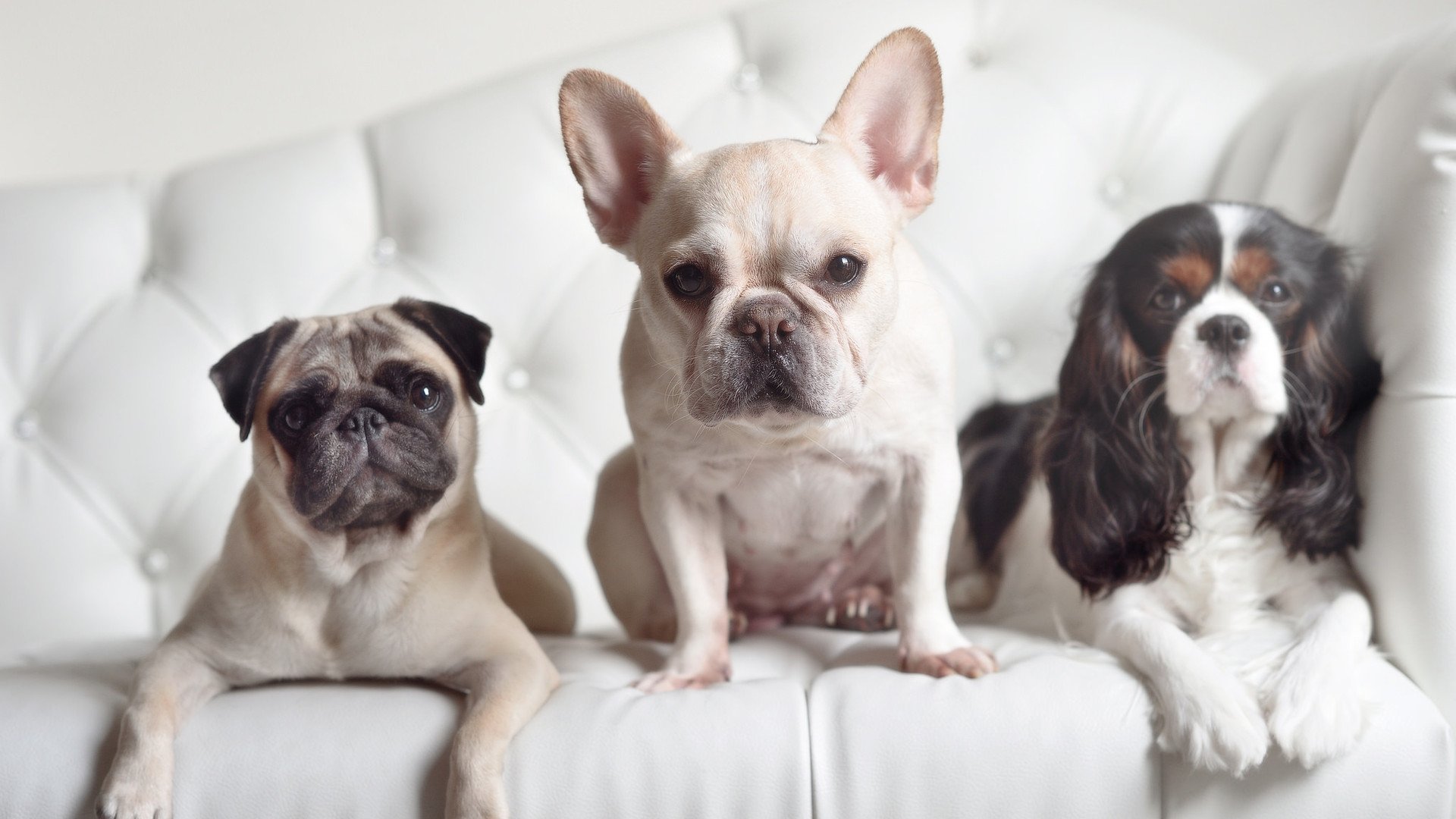 铁幕与舞步，切尔西的节奏艺术，如何在喀麦隆与阿克脚下迎来2026破晓