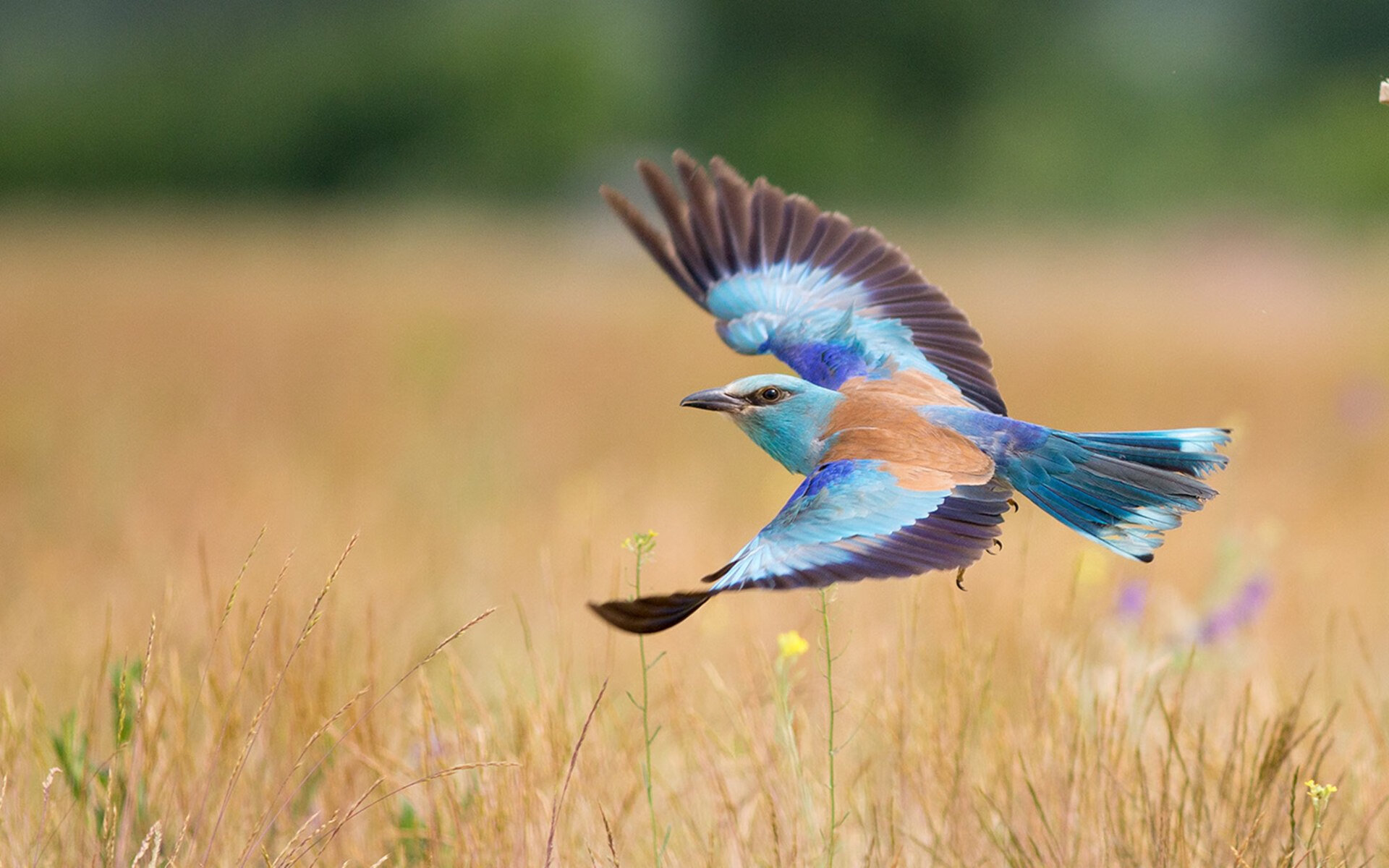 韩国苦主,日本英雄,巴萨生死战的双面亚洲叙事