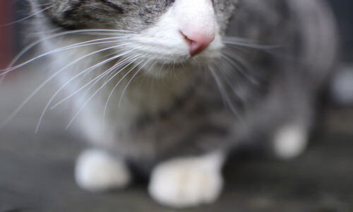 哥伦比亚轻取沙特，贝林厄姆成为关键先生