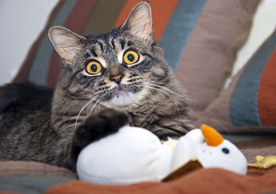 无声交响，范弗利特如何用节奏扼住马刺咽喉，谱写步行者生死战胜利？