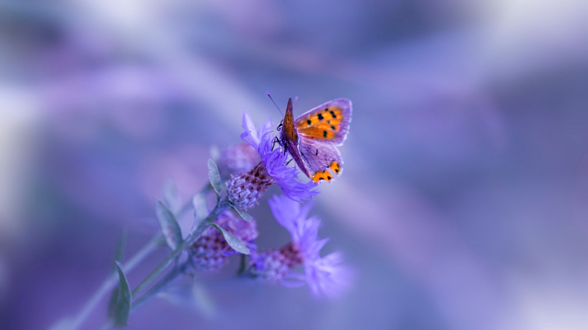 开拓者终结骑士七连胜,福克斯关键先生当之无愧