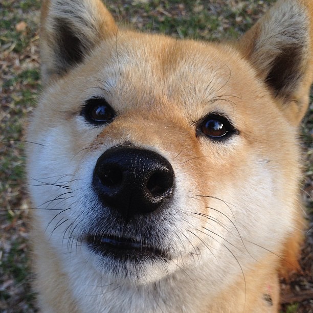 篮球世界的双重奏，东契奇爆发与新疆队压哨绝杀的激情之夜