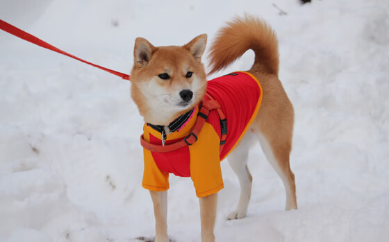 开云APP-阿拉巴爆发！哥伦比亚的节奏魔法如何让法国雄鸡沉默