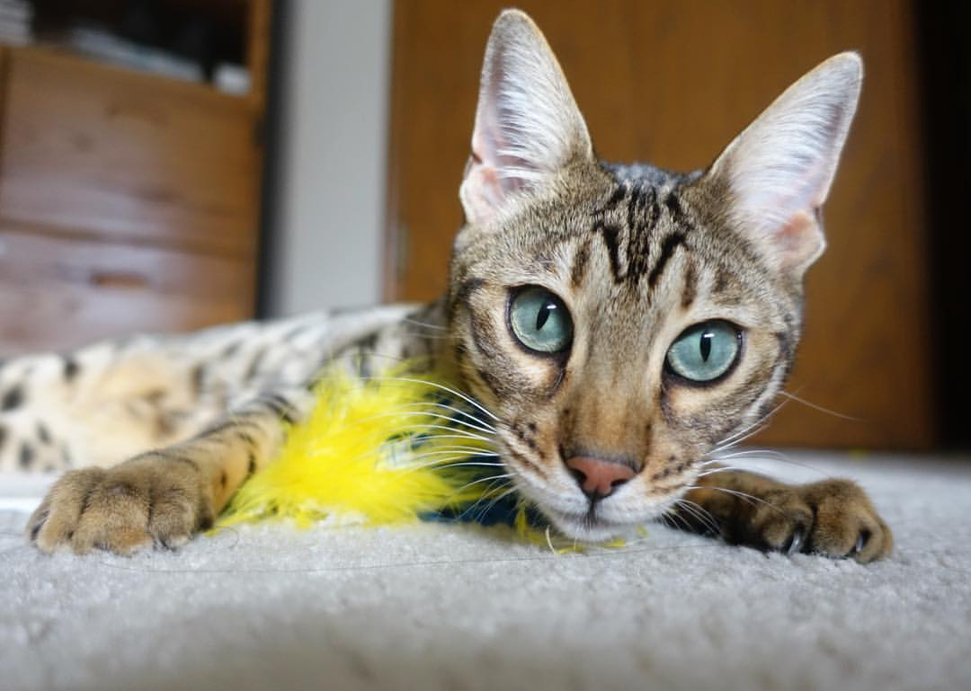 开云体育入口-F1街道赛焦点战，伊朗车手强势突围，力压韩国夺冠