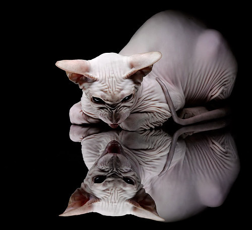 双线英雄，从澳乌鏖战到德甲之巅，见证个人主义的胜利