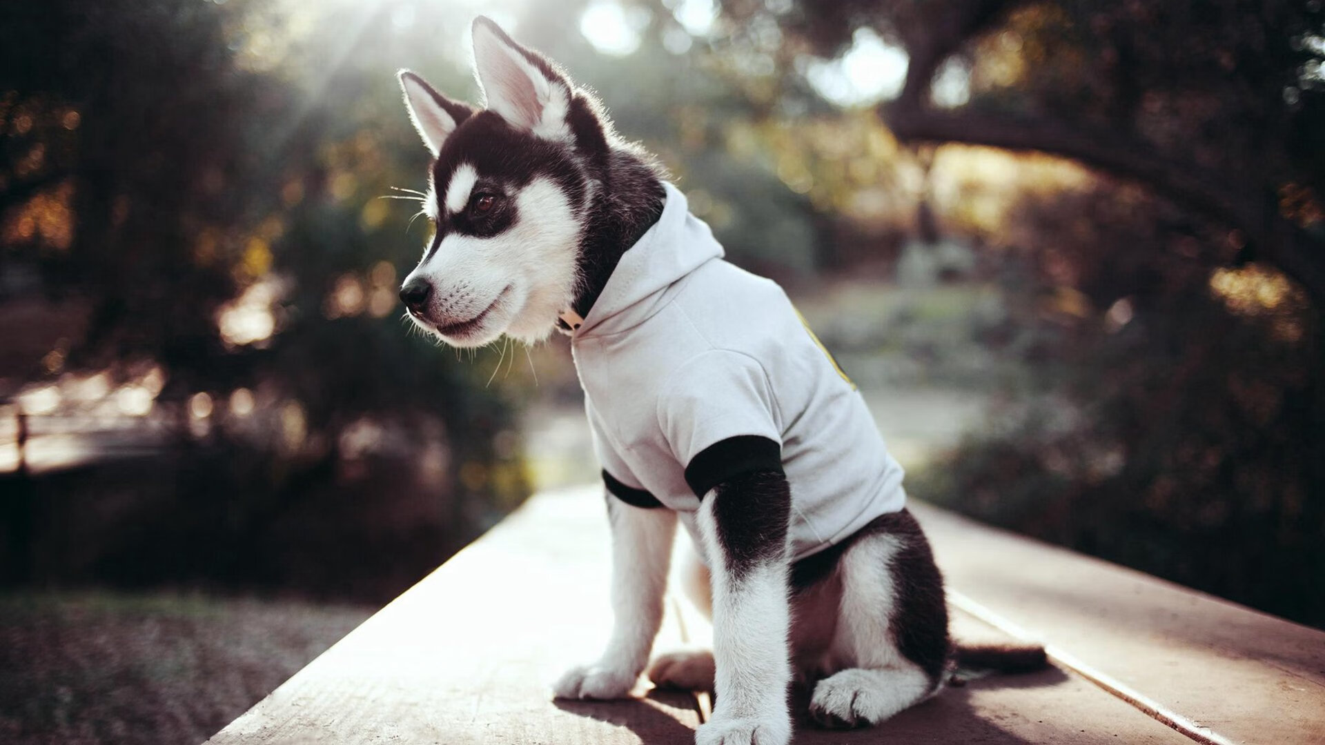 窒息绝杀，当土耳其扼住丹麦咽喉，斯通斯才是那根隐形的弦